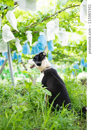 邊境牧羊犬在葡萄園放鬆 115065501
