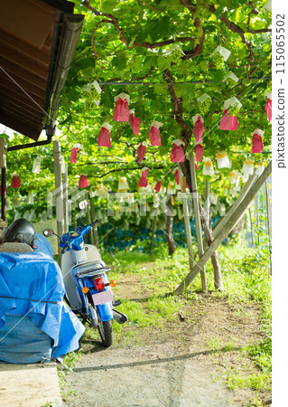 摩托車停在葡萄園裡 115065502