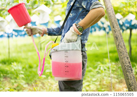 葡萄園，一位農夫用赤黴素處理葡萄 115065505