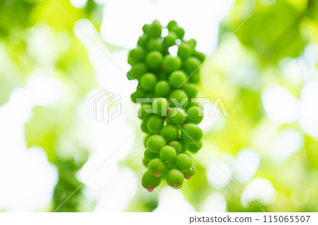 葡萄園,赤黴素處理的葡萄 葡萄園,赤黴素處理的葡萄 115065507