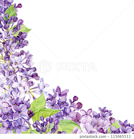 Corner composition of lilac flowers. Violet flowers on a transparent background. Watercolor illustration for the design of cosmetics, perfumes, greeting cards for Mother's Day, spring weddings. 115065511