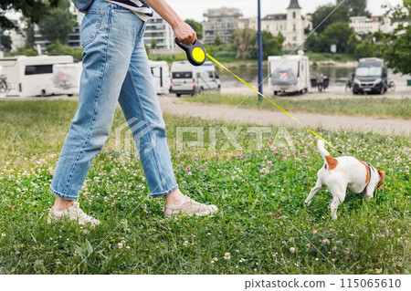 Female person walking jack russel terrier dog in city park grassland. Young adult pet owner happy healthy lifestyle. Girl with animal friend enjoy walking outdoors in summer day Female person walking jack russel terrier dog in city park grassland. Young adult pet owner happy healthy lifestyle. Girl with animal friend enjoy walking outdoors in summer day 115065610
