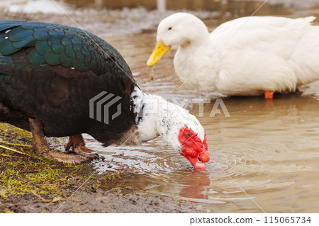 Muscovy duck, with distinctive black and white plumage, stands gracefully beside a tranquil body of water on a farm. 115065734