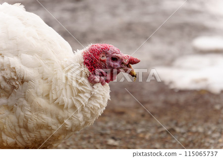 Turkey farm, turkey close-up, turkey rearing concept. Selective focus Turkey farm, turkey close-up, turkey rearing concept. Selective focus 115065737