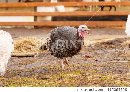 Turkey in the village selective focus. Poultry farm, suburban wildlife Turkey in the village selective focus. Poultry farm, suburban wildlife 115065738