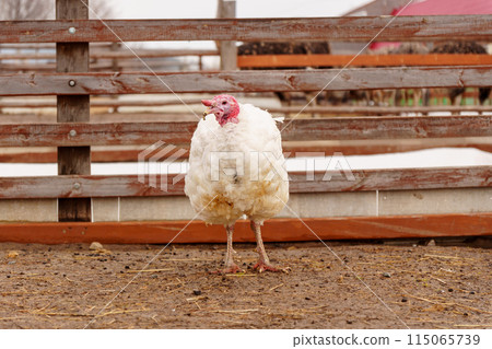 Turkey farm, turkey close-up, turkey rearing concept. Selective focus 115065739