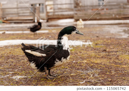 Ducks meander through a dusty field, their webbed feet leaving tiny imprints on the earth. Ducks meander through a dusty field, their webbed feet leaving tiny imprints on the earth. 115065742