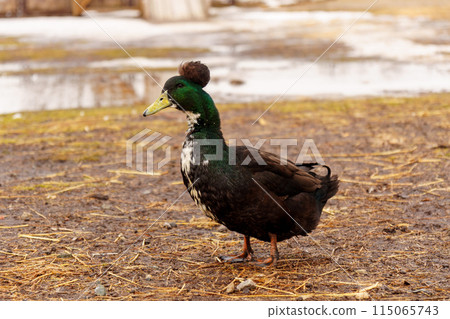 Duck meander through a dusty field, explore the surroundings on farm Duck meander through a dusty field, explore the surroundings on farm 115065743