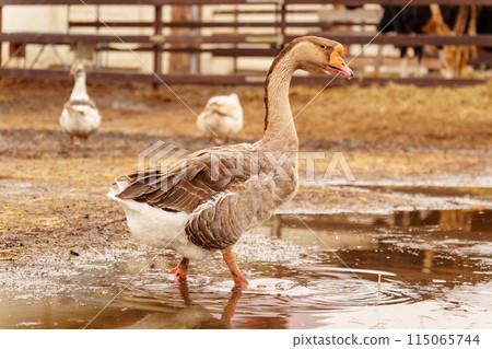 Geese standing in a row next to each other on a farm. Selective focus Geese standing in a row next to each other on a farm. Selective focus 115065744