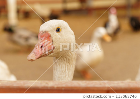 Geese Strutting on a Rustic Farmstead harmonious scene. Selective focus 115065746