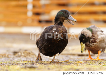 Black duck meander through a dusty field, explore the surroundings on farm Black duck meander through a dusty field, explore the surroundings on farm 115065797