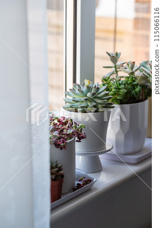 Echeveria, succulent plants in pots on windowsil, Indoor decorative plant.  115066116