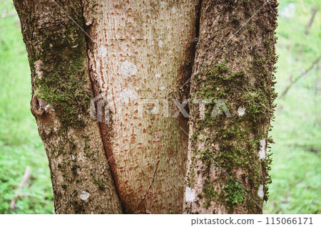 Tree trunk texture of open bark showing naked tree with blurred green forest background 115066171