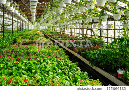 Flower nursery, interior of a modern large industrial greenhouse, various flowers in pots all around Flower nursery, interior of a modern large industrial greenhouse, various flowers in pots all around 115066183