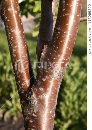 The red trunk of a rowan tree. The red bark of the tree. The red trunk of a rowan tree. The red bark of the tree. 115066200