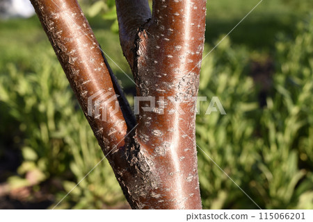 The red trunk of a rowan tree. The red bark of the tree. The red trunk of a rowan tree. The red bark of the tree. 115066201