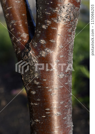 The red trunk of a rowan tree. The red bark of the tree. 115066203