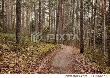 Forest walking route 115066445