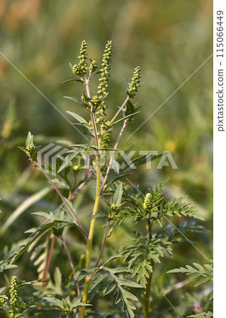 Ragweed closeup, common allergy plant Ragweed closeup, common allergy plant 115066449
