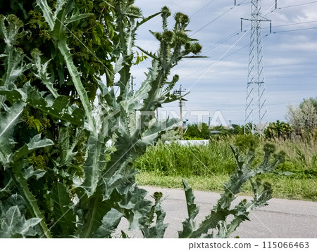 Onopordum acanthium, commonly known as thistle, is a plant in the Asteraceae family. Used to treat various types of cancer 115066463
