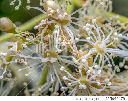 Hydrangea petiolaris flowers in blossom Hydrangea petiolaris flowers in blossom 115066479