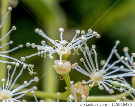 Hydrangea petiolaris flowers in blossom Hydrangea petiolaris flowers in blossom 115066480