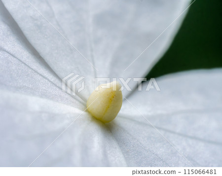 Hydrangea petiolaris flower in blossom Hydrangea petiolaris flower in blossom 115066481