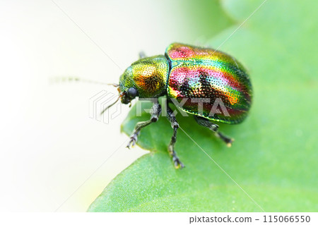 Red leaf beetle 115066550
