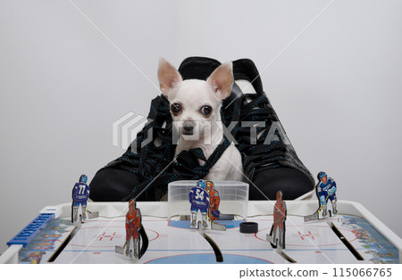 A charming little Chihuahua dog is playing the game - table hockey smiling charmingly and looking at the camera. A charming little Chihuahua dog is playing the game - table hockey smiling charmingly and looking at the camera. 115066765