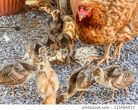Hen with chickens in an ecological farm. Organic farm concept, organic life Hen with chickens in an ecological farm. Organic farm concept, organic life 115066913