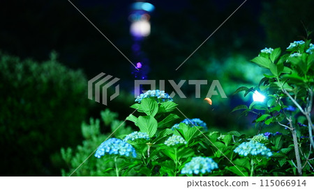 Hydrangea illuminated by spotlight 115066914