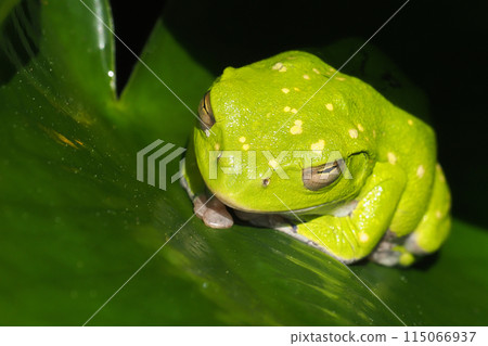 Schlegel frog Schlegel frog 115066937