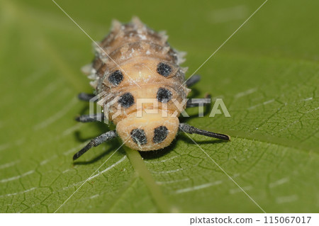 Larvae of the giant ladybug 115067017
