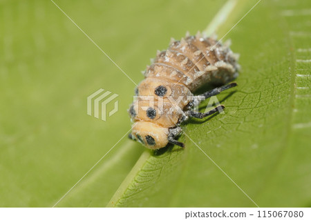 巨型瓢蟲的幼蟲 115067080