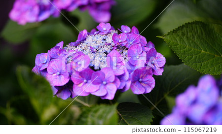 新鮮的紫色繡球花 新鮮的紫色繡球花 115067219