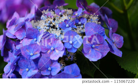藍色繡球花 115067220