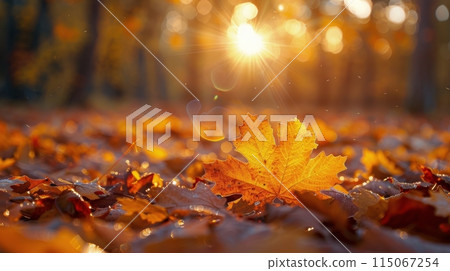 Sunlight Filtering Through the Tree Leaves Sunlight Filtering Through the Tree Leaves 115067254