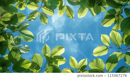 Sun Shines Through Tree Leaves Sun Shines Through Tree Leaves 115067276