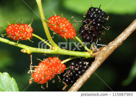 Morus alba Morus alba 115067363