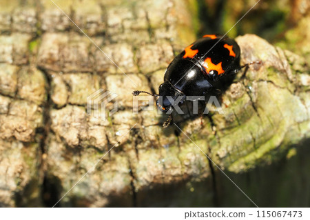 Nude beetle Nude beetle 115067473