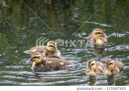 Spot-Billed chicks taken in the river Spot-Billed chicks taken in the river 115067483