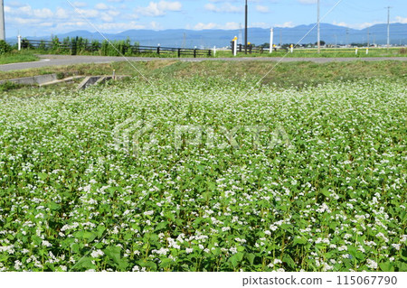 Soba field small white flowers Soba field small white flowers 115067790