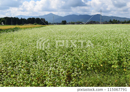 Soba field small white flowers Soba field small white flowers 115067791