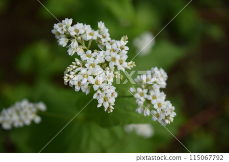 Soba field small white flowers 115067792