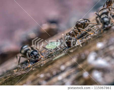 Brown ants and aphid ingesting together 115067861