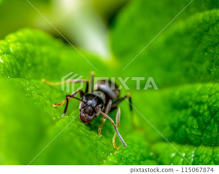 Brown ant on green leaf Brown ant on green leaf 115067874