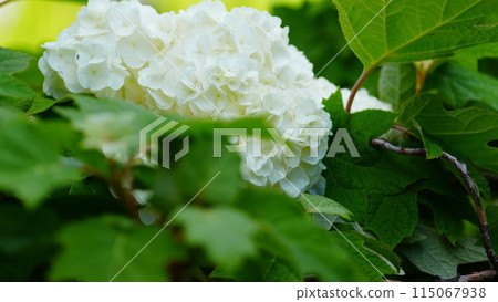 白色繡球花盛開的菖部沼公園 白色繡球花盛開的菖部沼公園 115067938