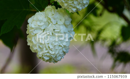White hydrangeas bloom at Shobunuma Park 115067939