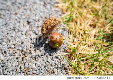 [秋季素材] 鋸齒橡子 [長野縣] 115068314