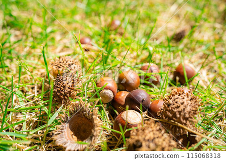 [秋季素材] 鋸齒橡子 [長野縣] 115068318